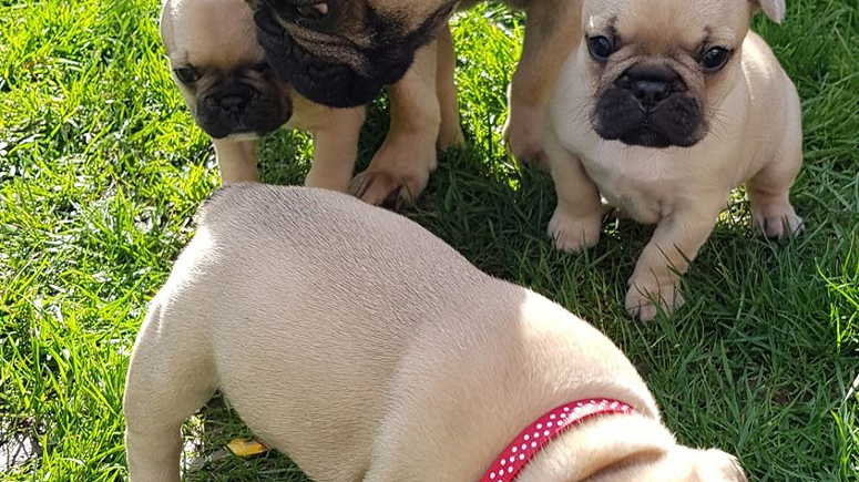 Cute French Bulldog Puppies for Sale - Image 1