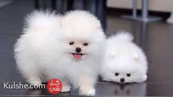 Teacup Pomeranian Puppies for Sale - Image 1