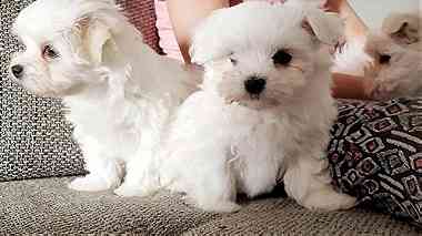 Lovely Maltese Puppies for sale