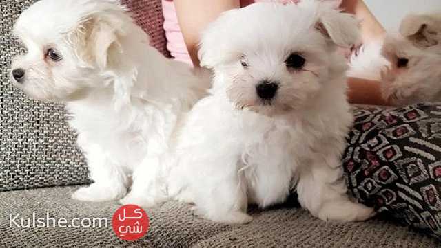 Lovely Maltese Puppies for sale - Image 1