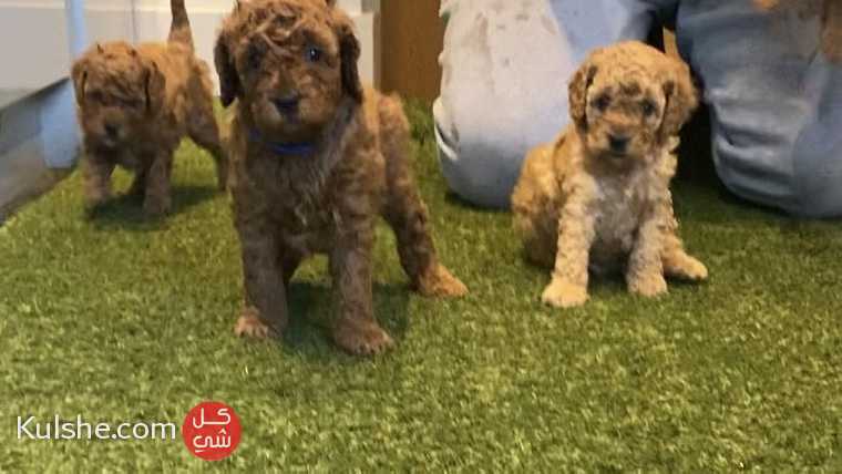 Toy Poodle Puppies available for sale - صورة 1