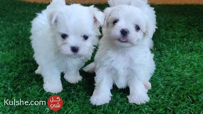 Beautiful Maltese puppies - صورة 1