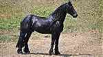 stunning black friesian horse for your family - صورة 1