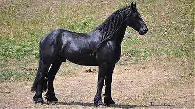 stunning black friesian horse for your family