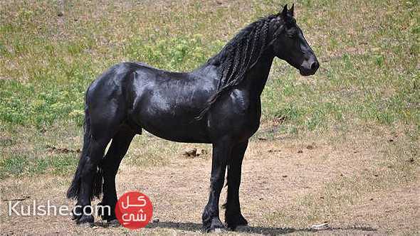 stunning black friesian horse for your family - صورة 1