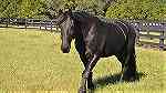 stunning black friesian horse for your family - صورة 2