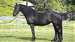 healthy friesian gelding horse - صورة 2