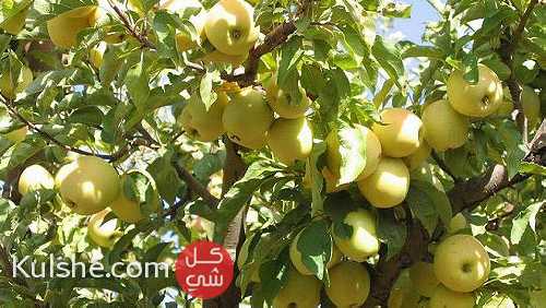 للبيع 100 فدان جوافه وزيتون وتفاح  . على الدولي بالبحيرة - Image 1