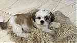 كلب شيتوزو للبيع - Image 2