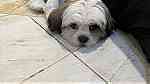 كلب شيتوزو للبيع - صورة 4