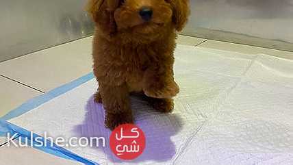 Poodle for sale - Image 1