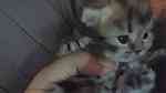 British longhair kittens - صورة 2