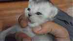 British longhair kittens - صورة 3