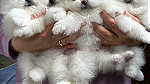 Mini Pomeranians puppies - Image 1