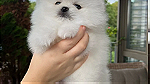Mini Pomeranians puppies - Image 2