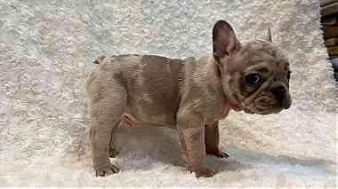 Adorable French Bulldog puppies looking for a good and caring home.