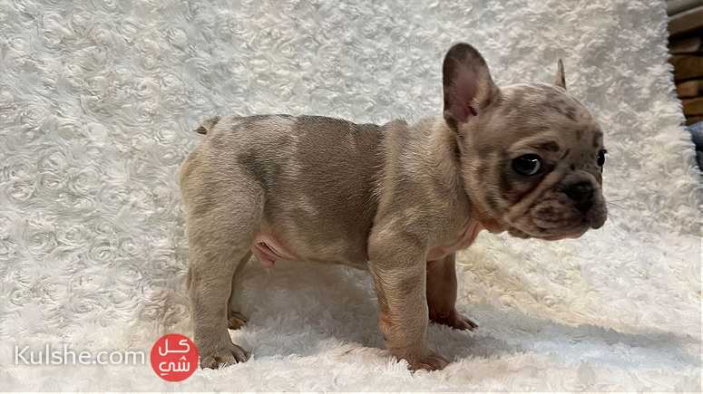 Adorable French Bulldog puppies looking for a good and caring home. - صورة 1