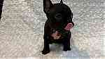 Adorable French Bulldog puppies looking for a good and caring home. - صورة 4