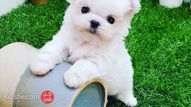 Registered Maltese puppies looking for a good and caring home. - صورة 1