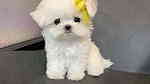Registered Maltese puppies looking for a good and caring home. - Image 2