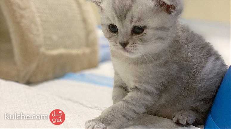Adorable kittens looking for a good and caring home - صورة 1