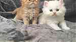 Adorable kittens looking for a good and caring home - صورة 3