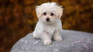 Christmas Maltese puppies Available now