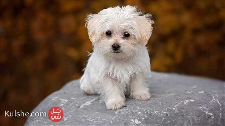 Christmas Maltese puppies Available now - صورة 1