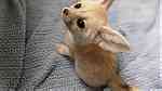 well trained fox available - صورة 3
