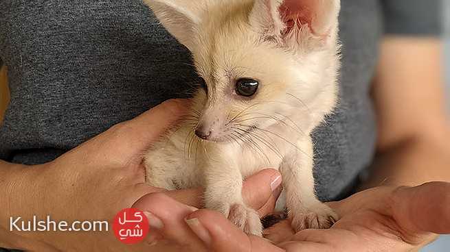 Baby fox available - Image 1