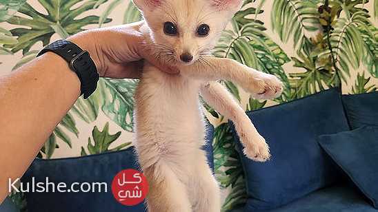 Baby Fennec Fox For Sale - Image 1