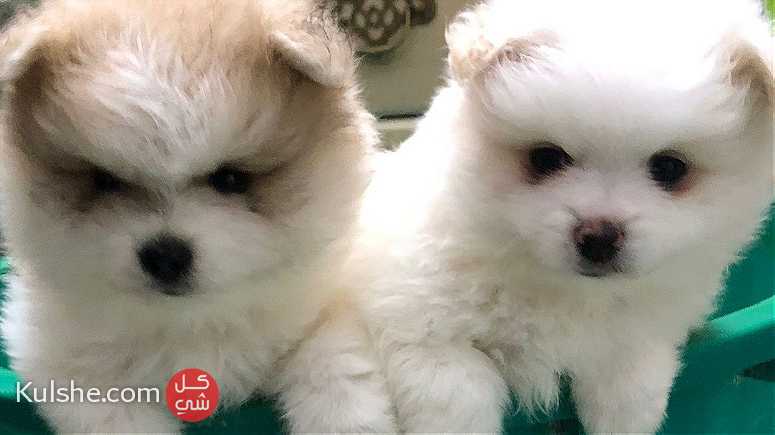 Pomeranian puppies - Image 1