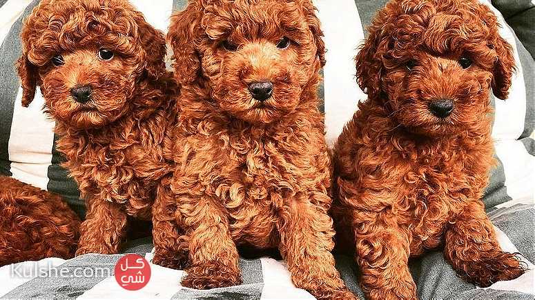 Poodle Puppies ready for a new home - صورة 1