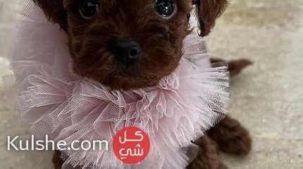 Beautiful Toy Poodle puppies for Sale - صورة 1