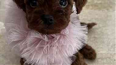 Beautiful Toy Poodle puppies for Sale