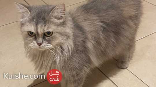 قطة اليفة للبيع في جدة - صورة 1