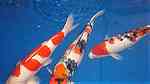 أسماك كوي يابانية للبيع - صورة 1
