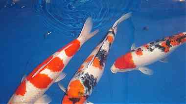 أسماك كوي يابانية للبيع