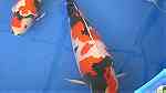 أسماك كوي يابانية للبيع - صورة 6