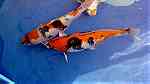 أسماك كوي يابانية للبيع - صورة 7