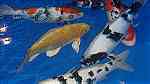 أسماك كوي يابانية للبيع - صورة 5