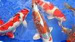 أسماك كوي يابانية للبيع - صورة 9