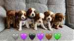 Cavalier King Charles health tested puppies - صورة 3