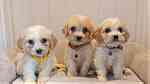 Stunning f1 cavachon puppies - Image 1