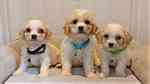 Stunning f1 cavachon puppies - صورة 2