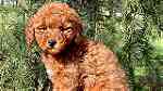 KC Registered Red miniature poodle - صورة 3