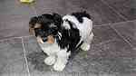 Minature Yorkshire Terrier - صورة 4