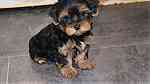 Minature Yorkshire Terrier - Image 2