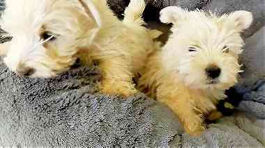 Beautiful West highland terrier Pups