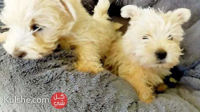 Beautiful West highland terrier Pups - Image 1